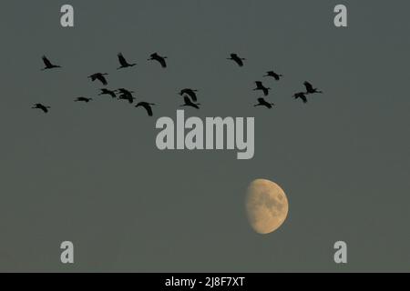 Un gregge di diciotto gru Sandhill (Antigone canadensis) che volano in silhouette sopra la luna al crepuscolo. Preso a Victoria, BC, Canada. Foto Stock