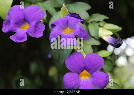 Fiori viola da un cespuglio-vite (thunbergia erecta) che è anche comunemente chiamato re-mantello o cespuglio di patate coltivato in un cortile a Port Moresby Foto Stock