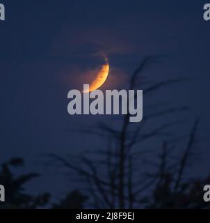Wimbledon, Londra, Regno Unito. 16 maggio 2022. Cielo nuvoloso a 04,16am mostra l'eclissi lunare totale della superluna che si sviluppa mentre la luna si avvicina all'orizzonte. Credit: Malcolm Park/Alamy Live News Foto Stock