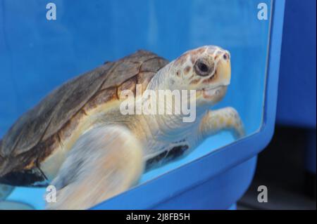 Portici, Napoli, Italia. 25th Apr 2022. La Stazione Zoologica di Anton Dohrn va certamente considerata un'eccellenza porticese; quindi Portici in provincia di Napoli diventa ufficialmente "Centro di Ricerca - Osservatorio del Golfo di Napoli" e "Turtle Point", Un prestigioso e importante centro di ricerca nel campo della biologia marina ed ecologia fondato nel 1872 e situato nell'area dell'ex municipio di macello dell'età borbonica a pochi passi dal porto di Granatello. (Credit Image: © Bruno Fontanarosa/Pacific Press via ZUMA Press Wire) Foto Stock