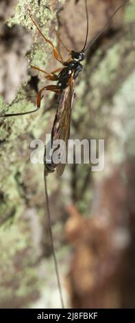 Femmina femmina femmina gigante ichneumonid wasp, Rhyssa su corteccia di abete Foto Stock