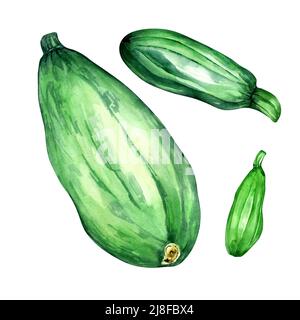 Set di immagini acquerello verdi su sfondo bianco. Verdure verdi, zucchine intere, zucca del midollo, tre zucchine dipinte a mano per d Foto Stock