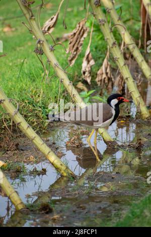 Il lapping a bacchetta rossa è un lapping asiatico, appartenente alla famiglia delle Charadriidae. Come gli altri lappi sono uccelli macinati che sono dentro Foto Stock