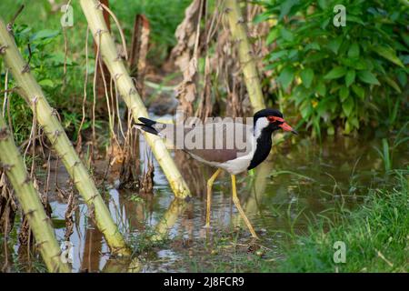 Il lapping a bacchetta rossa è un lapping asiatico, appartenente alla famiglia delle Charadriidae. Come gli altri lappi sono uccelli macinati che sono dentro Foto Stock