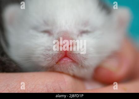 Gattino neonato che dorme a portata di mano, macro shot che si concentra sul naso del gatto Foto Stock