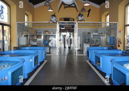 Portici, Napoli, Italia. 25th Apr 2022. La Stazione Zoologica di Anton Dohrn va certamente considerata un'eccellenza porticese; quindi Portici in provincia di Napoli diventa ufficialmente "Centro di Ricerca - Osservatorio del Golfo di Napoli" e "Turtle Point", Un prestigioso e importante centro di ricerca nel campo della biologia marina ed ecologia fondato nel 1872 e situato nell'area dell'ex municipio di macello dell'età borbonica a pochi passi dal porto di Granatello. (Credit Image: © Bruno Fontanarosa/Pacific Press via ZUMA Press Wire) Foto Stock