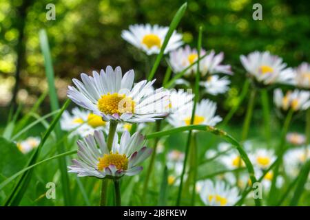 Primo piano di margherite fiorite in un giardino Foto Stock