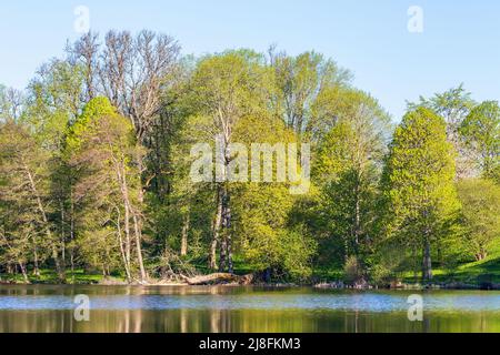 Verde foresta verde a un lago in primavera Foto Stock