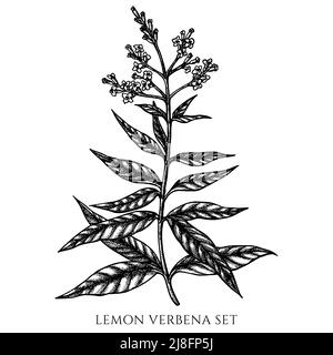 Collezione di illustrazioni vettoriali delle erbe del tè. Verbena al limone bianco e nero. Illustrazione Vettoriale