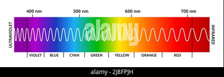 Spettro luminoso visibile, infared e ultravioletto. Spettro di colori visibili elettromagnetici per l'occhio umano. Diagramma gradiente vettoriale con lunghezza d'onda e. Illustrazione Vettoriale