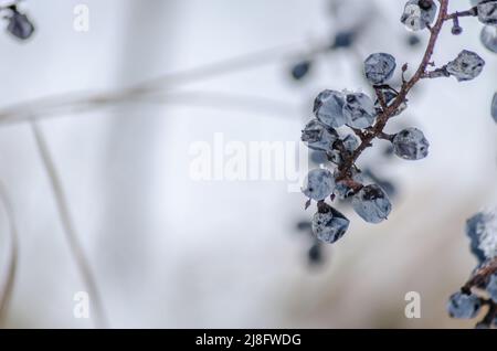 Uve viola selvatiche ricoperte di gelo sui vitigni. Foto Stock