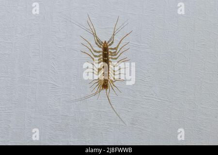 Casa centipede sul soffitto della casa Foto Stock