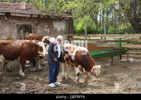 Eskisehir, Turchia. 11th maggio 2022. Un agricoltore è visto con le sue mucche a Eskisehir, Turchia, 11 maggio 2022. PER ANDARE CON 'caratteristica: Gli agricoltori della Turchia yearn per il sostegno come costi salire ' credito: Li Zhenbei/Xinhua/Alamy Live News Foto Stock