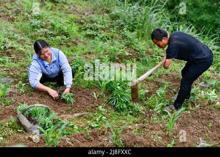 (220516) -- ZUNYI, 16 maggio 2022 (Xinhua) -- Zhao Youliang e Jian Qin trapiantano piantine di mais nel campo in Zhongguan Township, Zheng'an County, sud-ovest della Cina Guizhou Provincia, 12 maggio 2022. Vivere in profondità nelle montagne a Zunyi della provincia di Guizhou, Zhao Youliang e Jian Qin sono una coppia con disabilità. Il Zhao di 50 anni perse le mani a causa di un'amputazione in giovane età, e il Jian di 43 anni perse la vista a causa del ritardo nel trattamento di una malattia nella sua infanzia. Nella vita di tutti i giorni, Zhao aiuta la moglie a vedere con gli occhi, mentre Jian aiuta il marito con lei Foto Stock