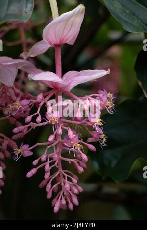 Medinilla magnifica Lindl. La medinilla showy o uva rosa, pianta fiorente nella famiglia Melastomataceae, regione natale: Filippine. Foto Stock