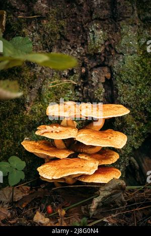 Enoki - il velutipes di Flammulina, conosciuto anche come gambo di velluto, è una specie di fungo commestibile della famiglia Physalacriaceae Foto Stock