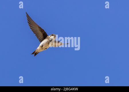 Sabbia martin (Riparia riparia) in volo Foto Stock