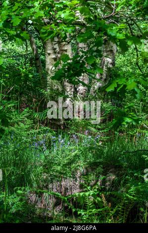 Bluebells in bosco glade con luce solare appollaiata. Foto Stock