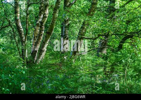 Bluebells in bosco glade con luce solare appollaiata. Foto Stock