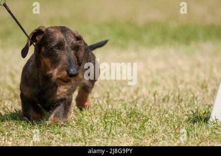 Wirehaired Dachshund camminando nell'erba Foto Stock