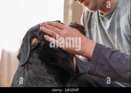 Un uomo adulto batte la testa di un grande cane nero. Il proprietario sta accarezzando il suo animale domestico. Il cane si siede di fronte a lui sul pavimento all'interno del soggiorno. An Foto Stock