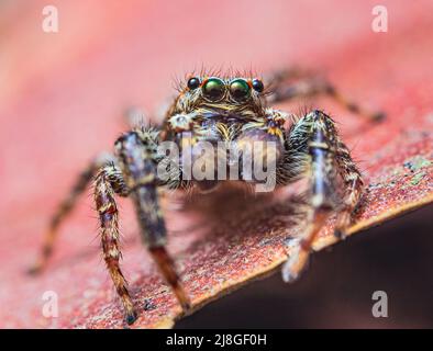 Extreme ingrandimento - Jumping spider ritratto, vista frontale Foto Stock