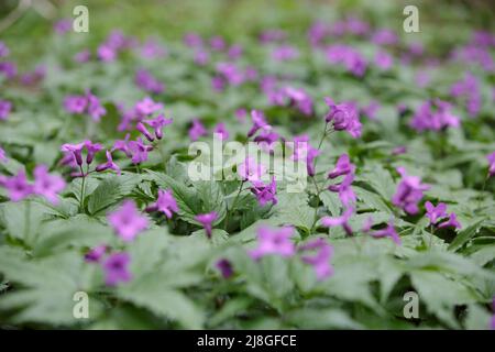 Cardamina bulbifera. Prato primaverile con fiori viola della foresta. Bittergress di coralroot o coralroot. Foto Stock