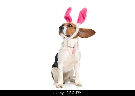 carino cane beagle che ascolta con le sue orecchie e le sue orecchie conigliate e che indossa un bowtie rosa su sfondo bianco Foto Stock