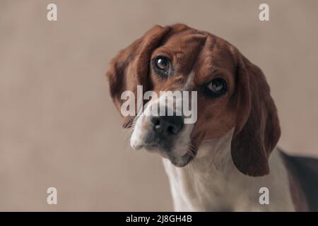 dolce cane beagle inclinando la testa e facendo cuccioli occhi per ottenere un gustoso osso contro carta da parati Foto Stock