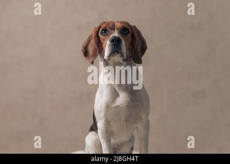 dolce cane beagle seduto contro la carta da parati e guardando via con grandi occhi lucenti Foto Stock