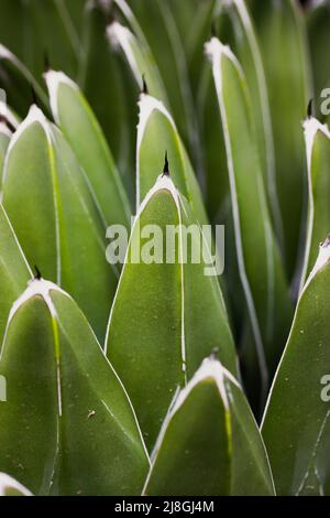 Agave della regina victoria. Cactus foglie verdi succulente, una pianta in serra giardino Foto Stock