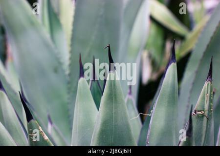 Agave fernandi regis. Succulente, pianta di cactus foglie lisce lunghe, ceci affilati Foto Stock