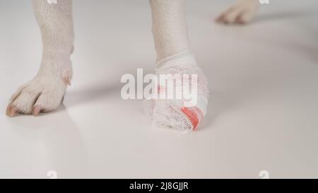 Primo piano di una zampa di cane con fasciature su sfondo bianco. Foto Stock