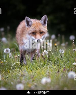 Ritratti di Red Fox Foto Stock