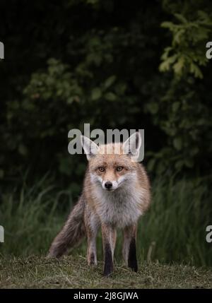 Ritratti di Red Fox Foto Stock