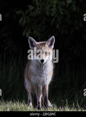 Ritratti di Red Fox Foto Stock