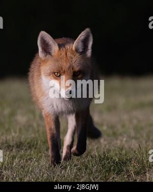 Ritratti di Red Fox Foto Stock