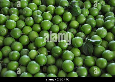 Prugne verdi, vista dall'alto di prugne verdi fresche raccolte sfondo heap. La varietà di frutta primavera ed estate del 'Coe's Golden Drop'. Messa a fuoco selettiva. Foto Stock