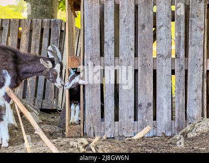 Caprini e loro discendenza a Pfaffenhofen an der ILM, Scheyern, Germania, 12 marzo 2022. © Peter Schatz / Alamy Live News Foto Stock