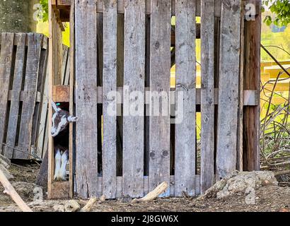 Caprini e loro discendenza a Pfaffenhofen an der ILM, Scheyern, Germania, 12 marzo 2022. © Peter Schatz / Alamy Live News Foto Stock