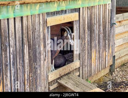 Caprini e loro discendenza a Pfaffenhofen an der ILM, Scheyern, Germania, 12 marzo 2022. © Peter Schatz / Alamy Live News Foto Stock