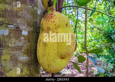 Primo piano di jackfruit, jaca appeso ad un albero di jackfruit. Specie Artocarpus eterophyllus. Zanzibar, Tanzania Foto Stock