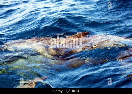 Delfini sotto la superficie dell'acqua, una vista da una barca. Giocoso nuoto con i delfini accanto alla barca Tour. Vita dei mammiferi marini. Giocoso delfino dusky Foto Stock