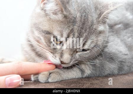 Un piccolo gattino grigio giocoso lecca la mano di una donna caucasica. Il gattino vuole giocare. Gattino affettuoso. Foto Stock