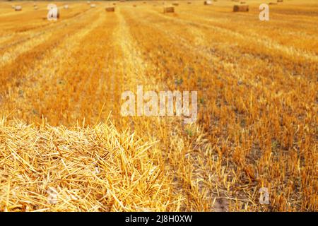 Bellissimo paesaggio con balle di paglia di fieno dopo la raccolta in estate. Cataste di fieno sul campo Foto Stock