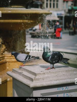Due piccioni posti di fronte alla fontana. Foto Stock