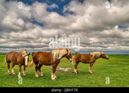 Cavalli da tiro belgi nei pressi di Ennis, Texas Foto Stock