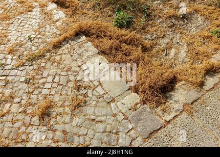 Polline europeo di quercia sul marciapiede Foto Stock