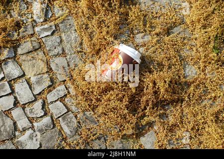 Polline europeo di quercia sul marciapiede Foto Stock