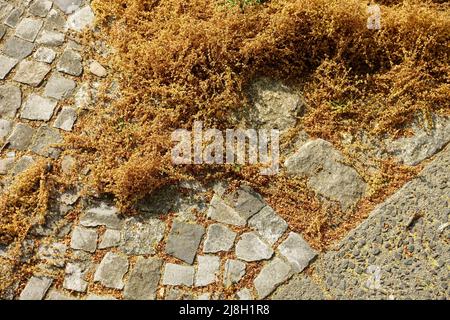 Polline europeo di quercia sul marciapiede Foto Stock